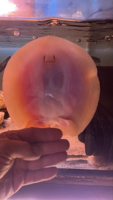 TABU Potamotrygon pearl jabutti albino