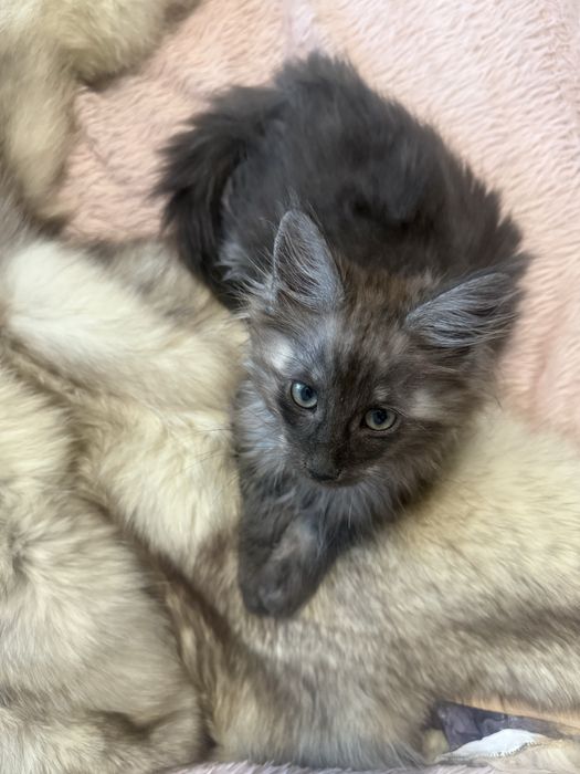 maine coon kocurek dymny zarezerwowany