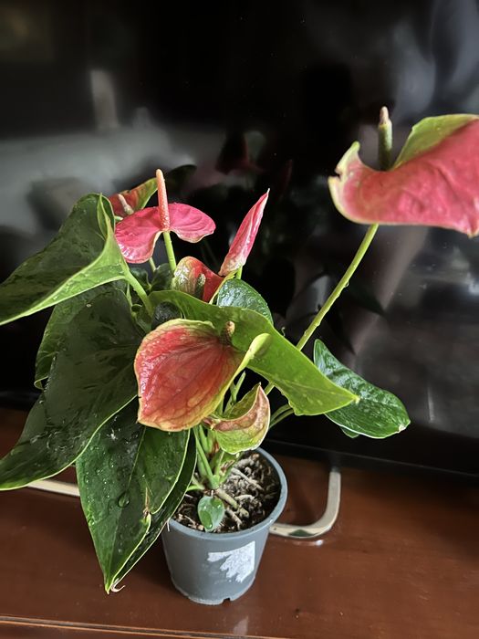 Anthurium Sweet Dreams