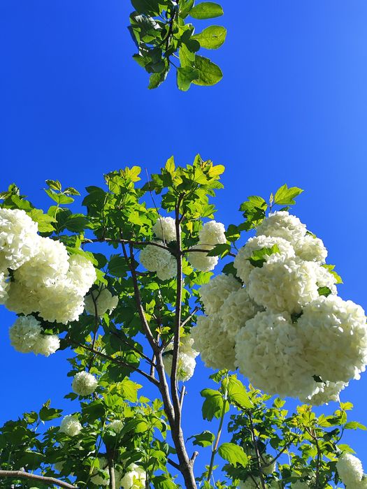 Калина Бульденеж