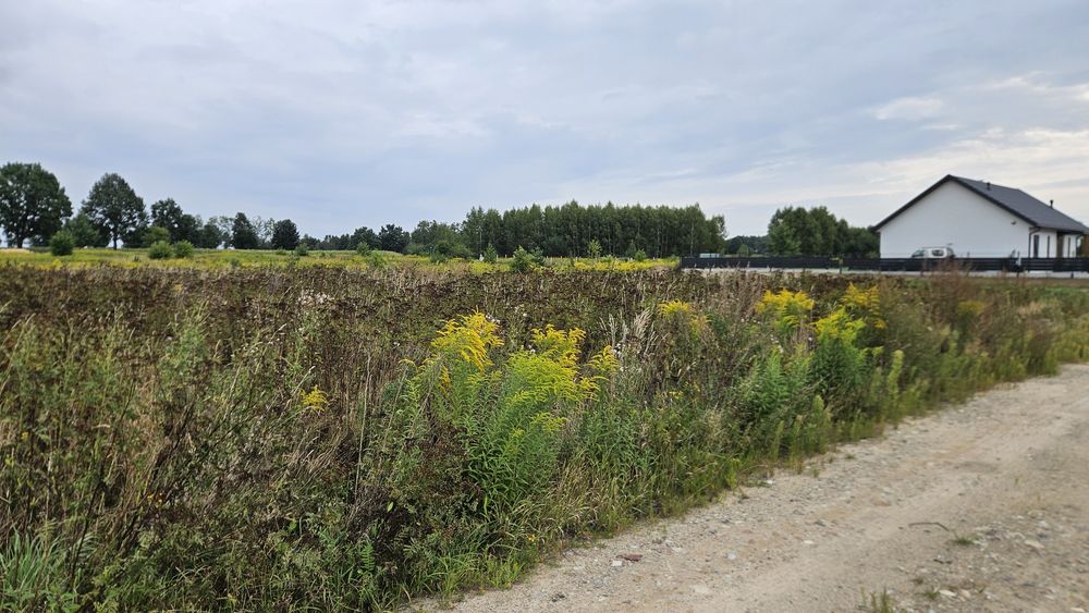 Działka budowlana 800 m² Teodorów - MPZP - Widok 2
