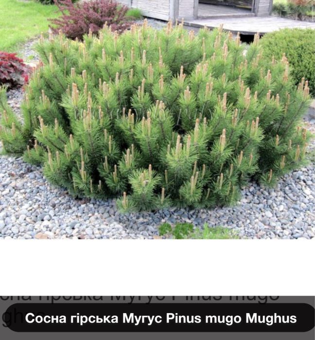 Сосни гірська Мугус карликова куля
