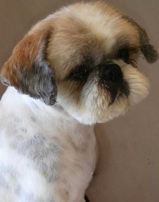 Алексеевка Стрижка котов и собак, Недорого!возможен выезд к Вам на дом