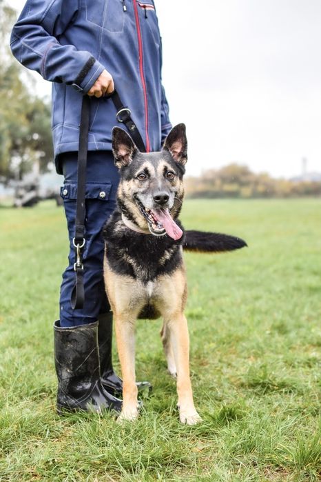 Komandos czeka na wspaniały dom