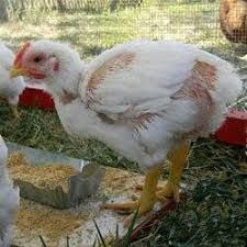 Бройлери,курчата,гуси,качки,індики,кури