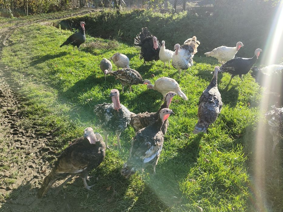 Perliczki, perlik, indyki