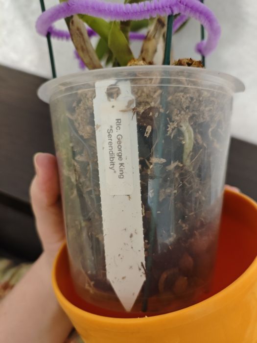 Катлея George King Serendibity