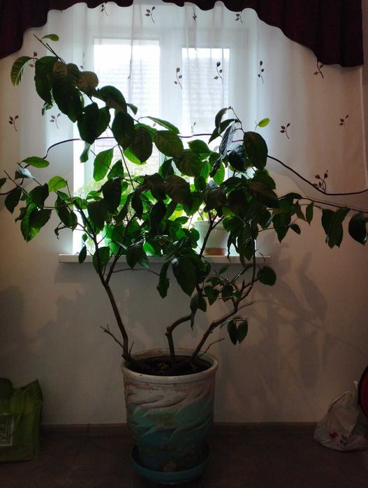 Продам кімнатне лимонне дерево