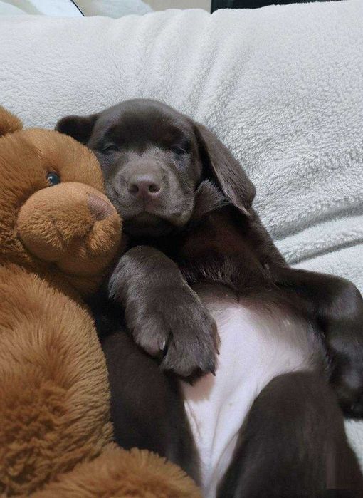 Шоколадки з документами КСУ-FCI