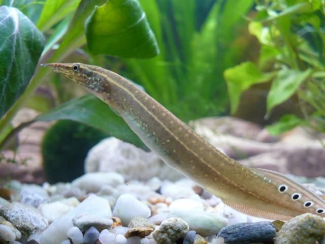 Węgorek tylko 10 zł