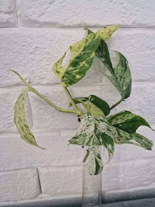 Epipremnum pinnatum marble/zestaw sadzonek