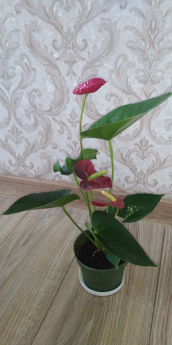 Червоний антуріум+інші 8 сортів