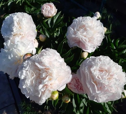 Пиони кустики деленки