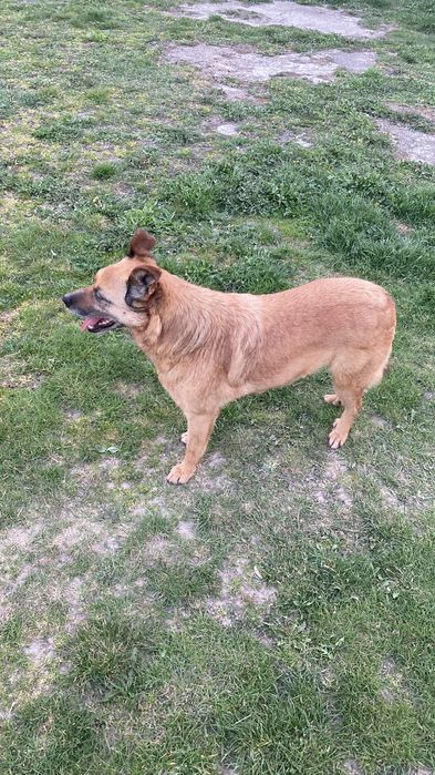 Piesek do adopcji