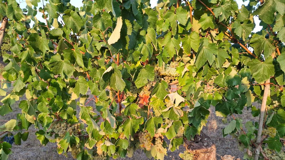 Uvas-Região do Dão