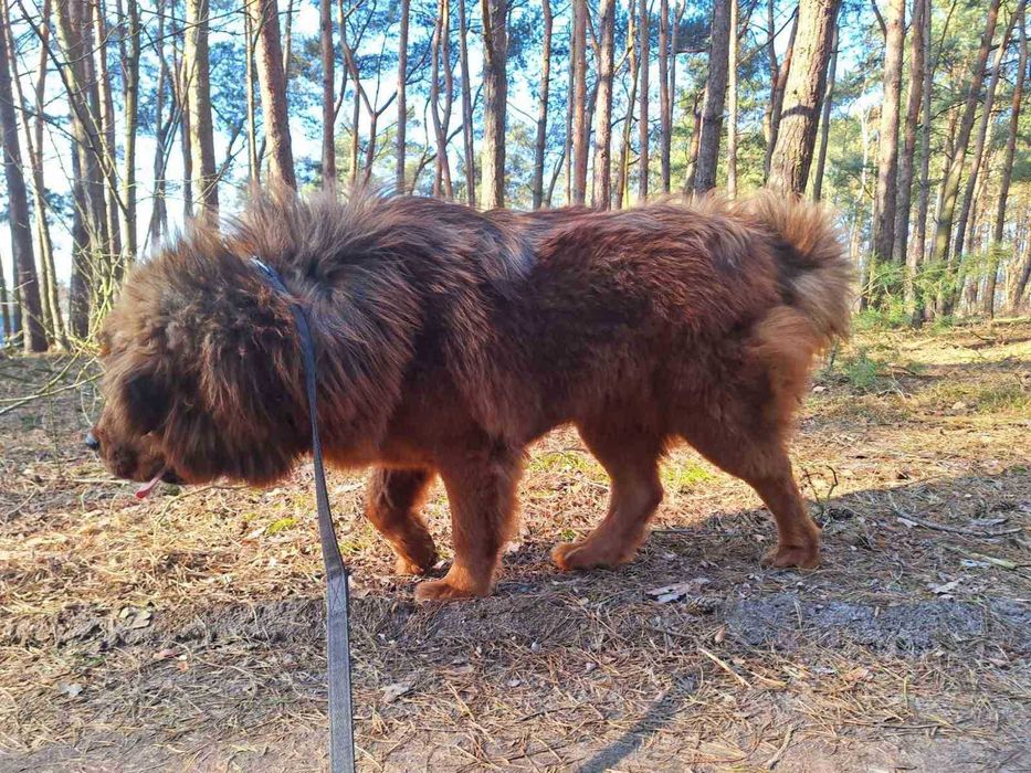 Тібецький мастиф з міжнародним родоводом ксу FCI