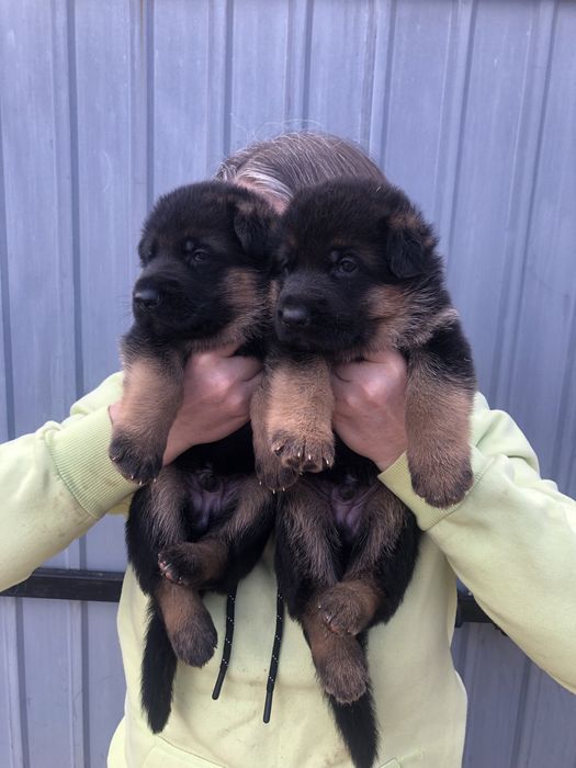 Німецька вівчарка