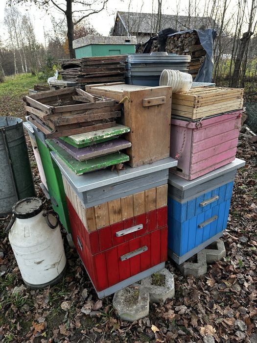 Ule wielkopolskie 10r