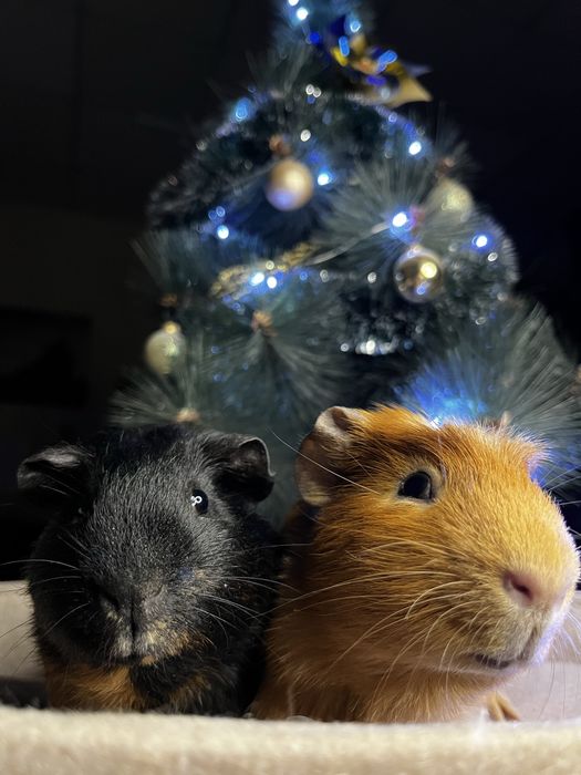 Морские свинки (малыши)