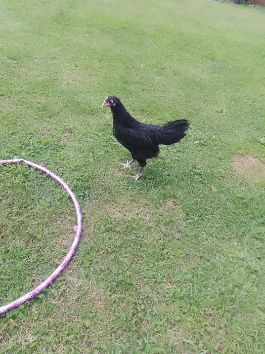 Koguty australorp