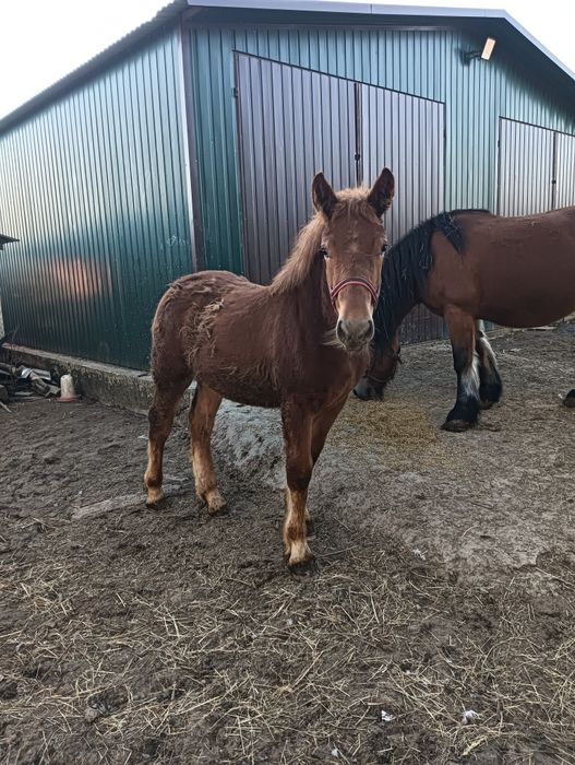 Sprzedam ogierka zimnokrwistego