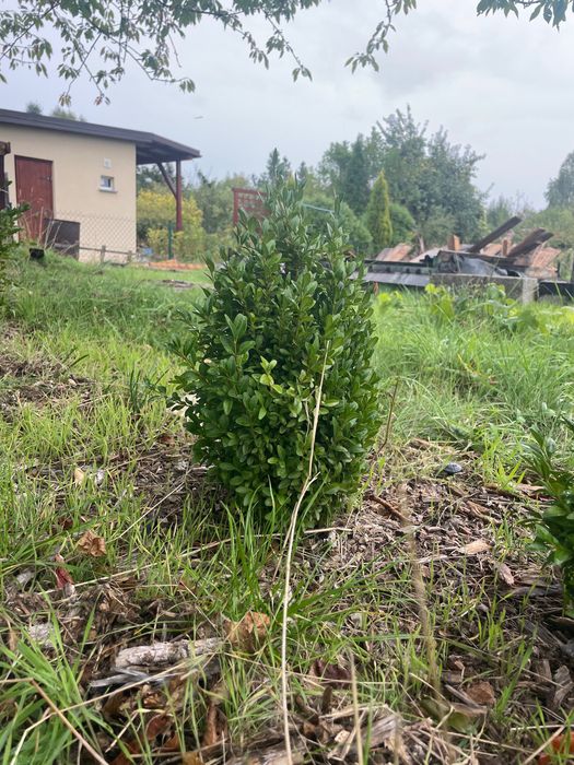 Bukszpan do przesady 5 sztuk