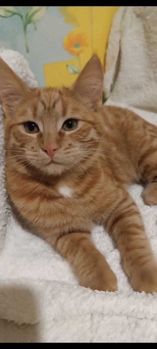 Котики котята в добрые руки