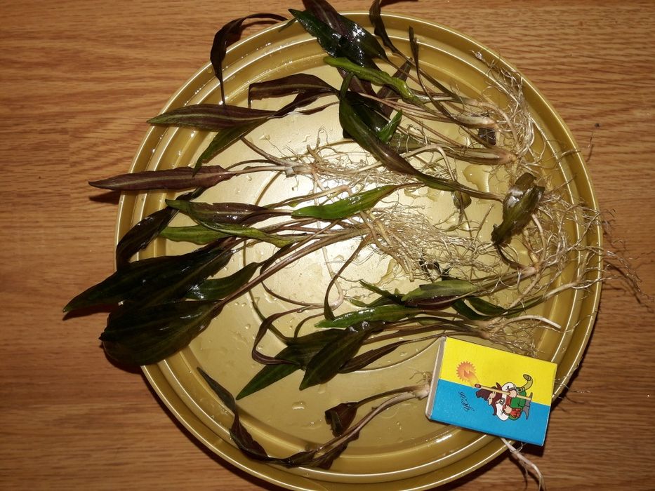 Людвигия + Анубиас