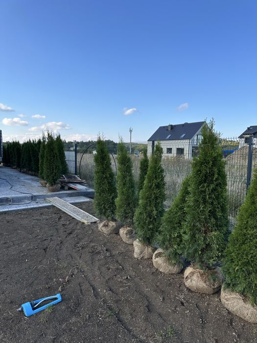 Tuje tuja szmaragdy sadzenie transport kora