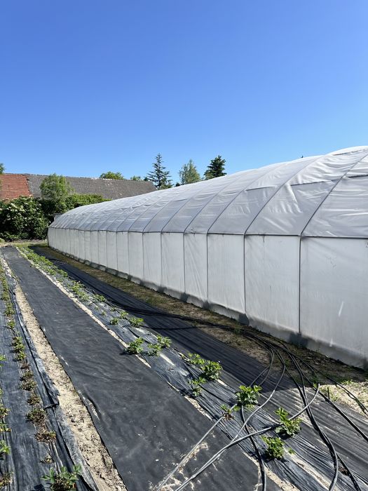 Tunel foliowy 7,5m x31,5m folia 10 sezonowa
