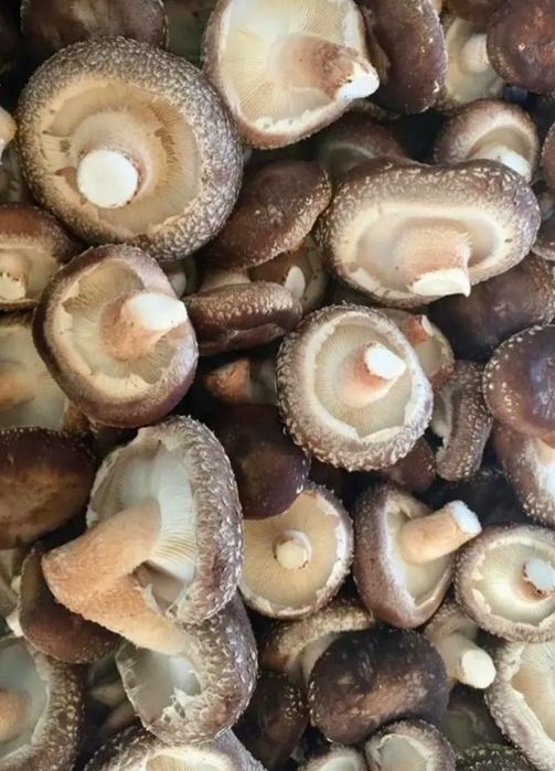 Cogumelos Shiitake frescos