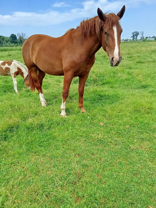 Продається лошиця