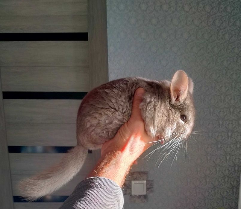 Пухнаста радість