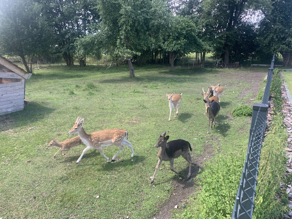 Daniele byki na sprzedaż