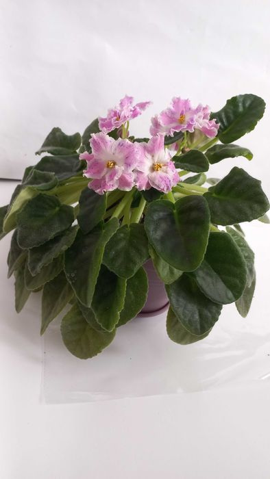 Фіалка сенполія кімнатна рослина