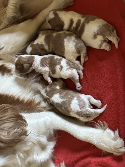 Cavalier King Charles spaniel rezerwacja