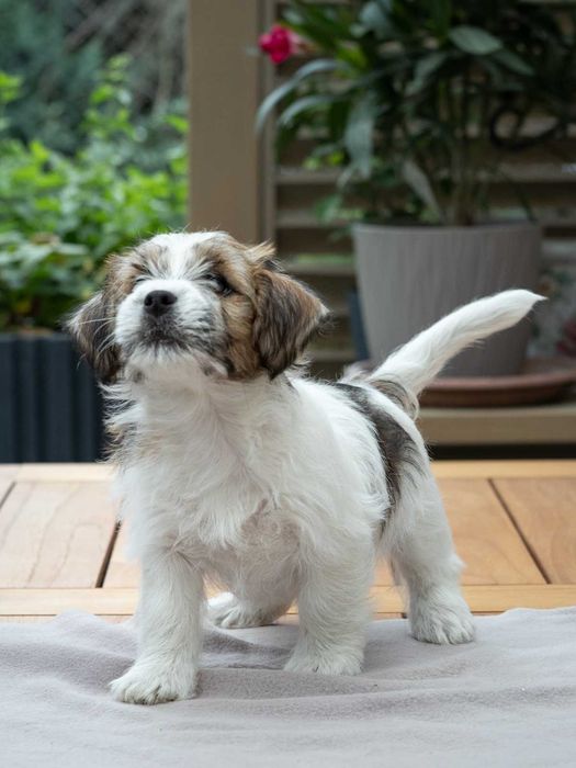Jack Russell Terrier szorstkowłosy po championach ZKwP, FCI