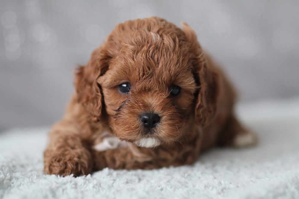 *** Cavapoo śliczny piesek**