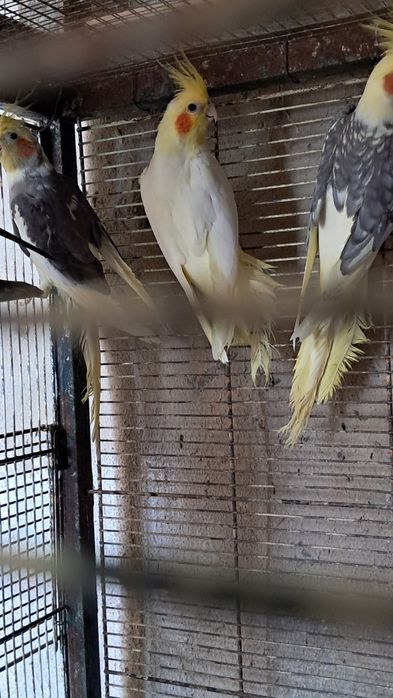 Caturras   forpus  periquitos australianos