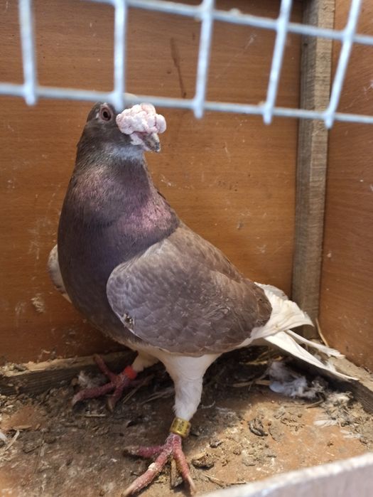 Gołębie staropolskie samiec