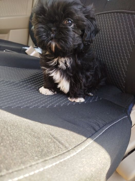 Харизматична дівчинка