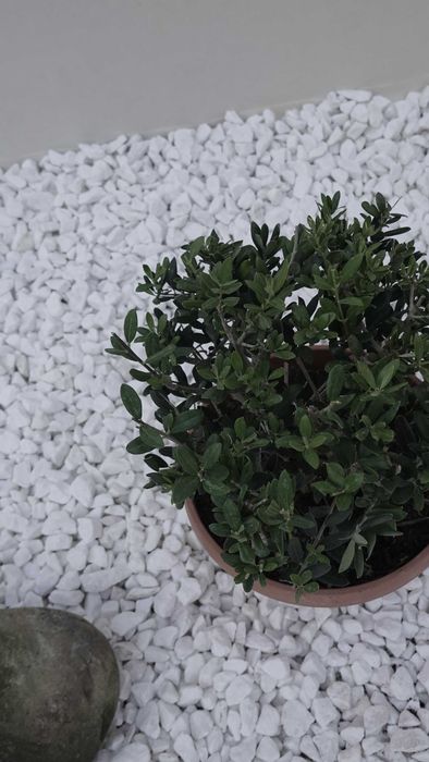 Олива європейська кущова бонсай bonsai Bush B20-25 Olea europaea Іспанія
