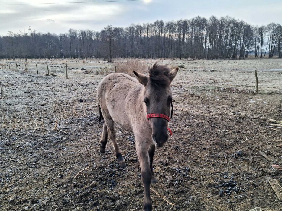 Konik polski ogier