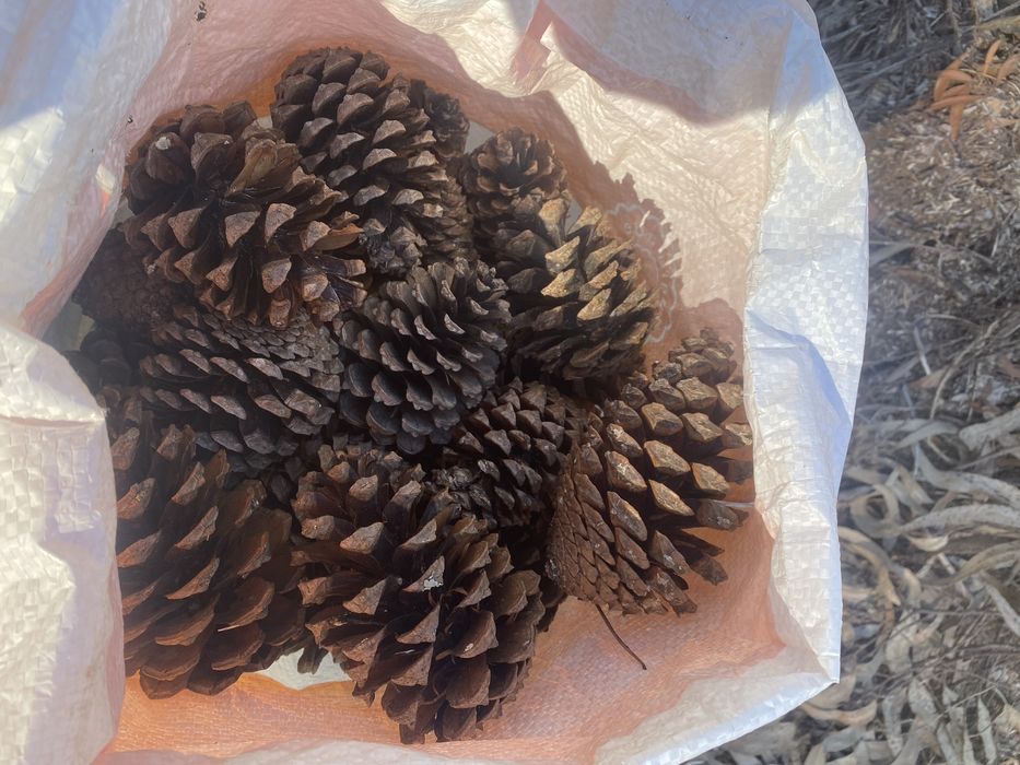 Pinhas bravas abertas