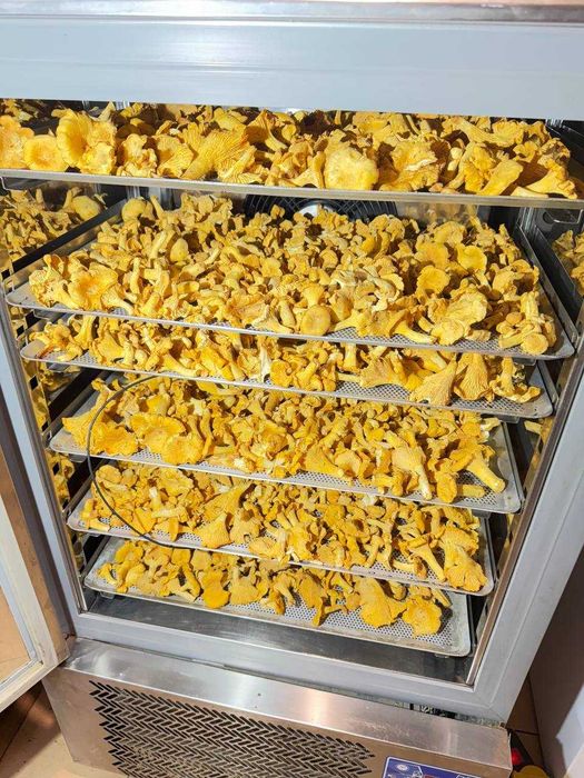 Свіжі Гриби Лисички  преміум у шоковій заморозці | ВЕЛИКІ ОБСЯГИ