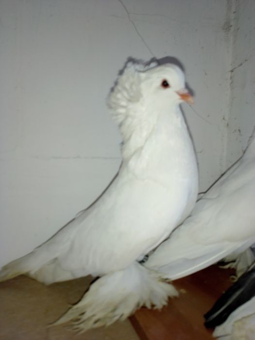 Olbrzymy węgierskie dwa samce i para