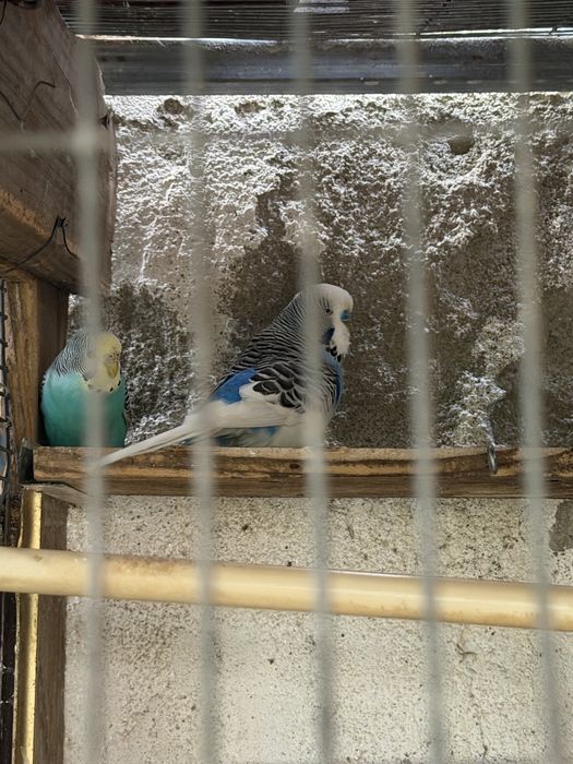Vendo varias aves