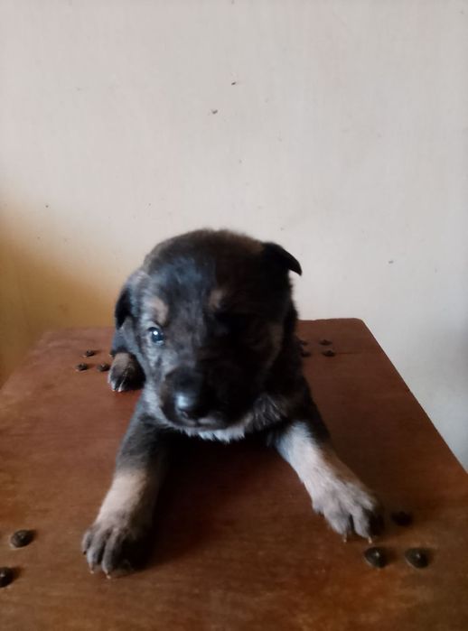 Віддам безкоштовно