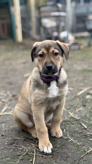 Отдам даром в добрые руки щенка метис овчарки и алабая