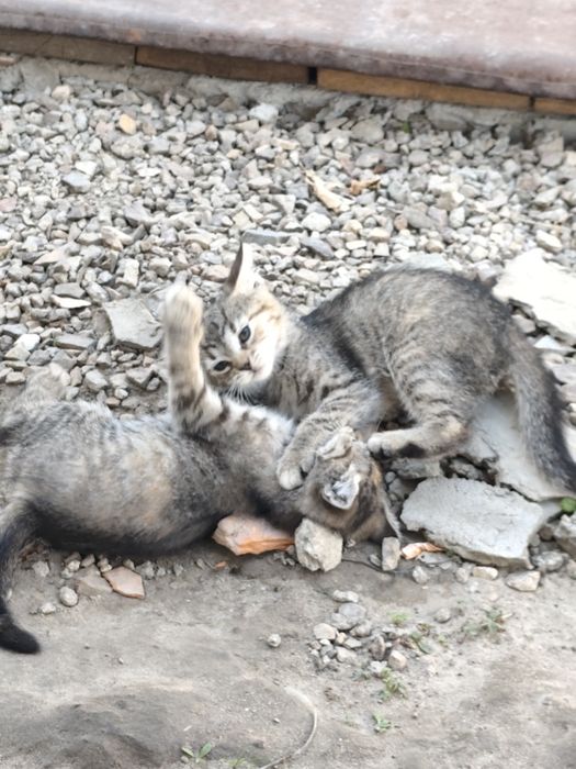 Віддам в хороші руки кошеня